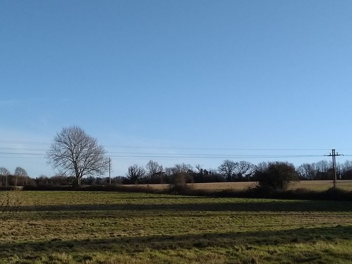 Meadows